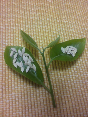 2012050308460000.jpg