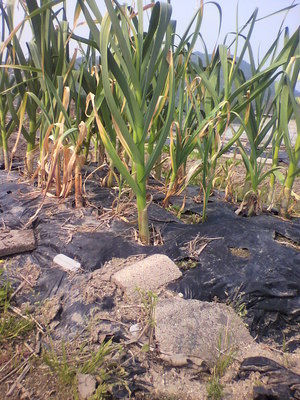 2012051008500001.jpg
