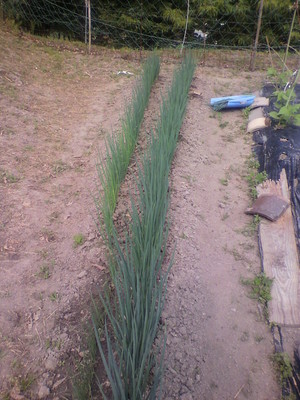 2012053108360000.jpg