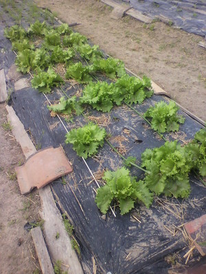 2012053108370001.jpg