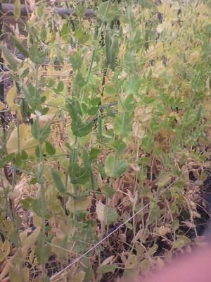 2012053108410000.jpg