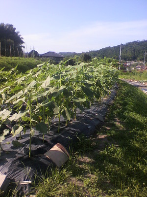 2012080808360000.jpg