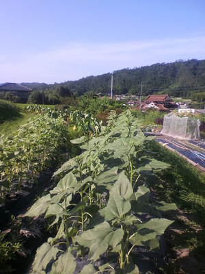 2012080808360001.jpg