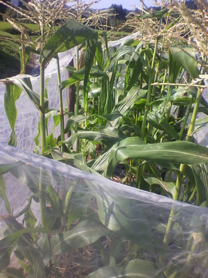 2012080808360002.jpg