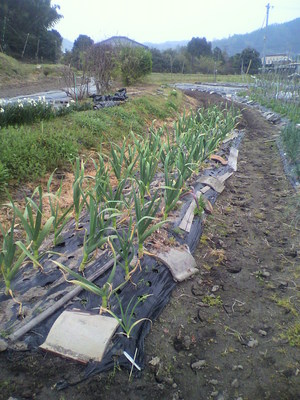 2013041708130001.jpg