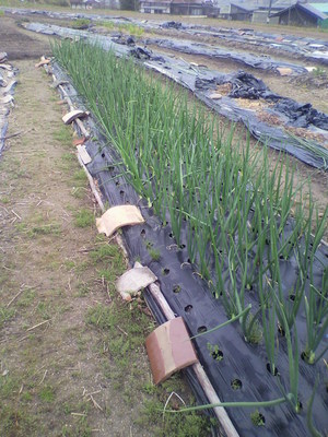 2013041708130002.jpg