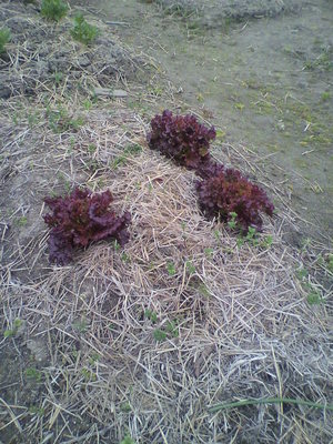 2013041708140003.jpg