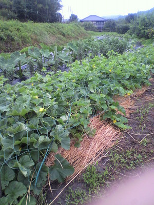 2013070308390000.jpg