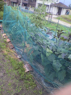 2013070308390001.jpg