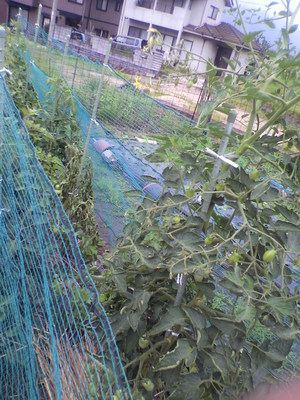 2013070308390002.jpg