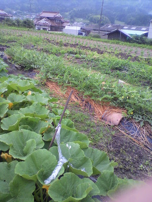 2013070308400001.jpg