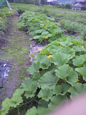 2013070308400002.jpg