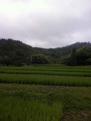 2013070308410000.jpg