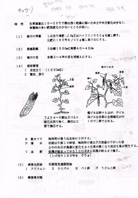 キュウリ.jpg